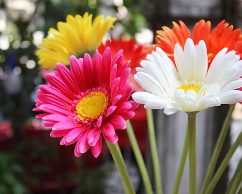 Flare Seeds | Daisy Mix Flower Hybrid Seeds | Pack of 216 Seeds (B09BWPBS5D) Amazon Price History, Amazon Price Tracker