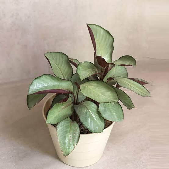 Agropack Calathea Silver Plate | Goeppertia Roseopicta | Prayer Plant | Metallic-Silver Leaves, Purple Undersides, Folds Leaves at Night-image-17