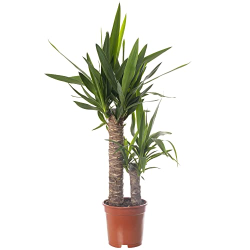 Yucca Elephantipes, große echte Zimmerpflanze, immer grün, hohe Pflanze.