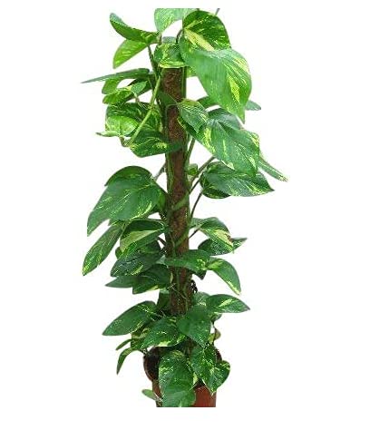 Indoor Plant -House or Office Plant -Scindapsus aureus - Devil's Ivy 50cms Tall.