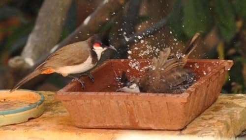 Image of Earthen Pot Terracotta Bird Bath,Square Shape Earth Brown