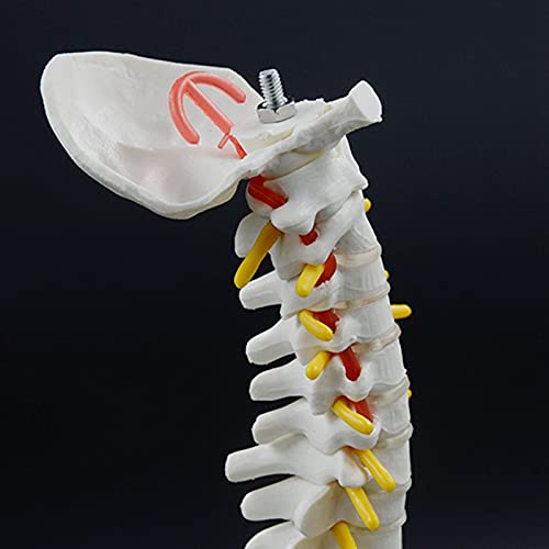 Colonne vertébrale d'anatomie de 45 cm articulée pour démonstration