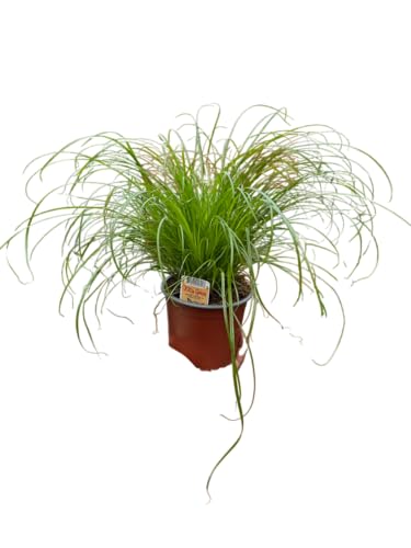 Hierba Gatera Viva – Cyperus Natural Perfecto para Gatos en Casa