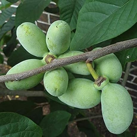 Pawpaw Tree Seeds for Planting: Grow Your Own Edible Fruit Tree