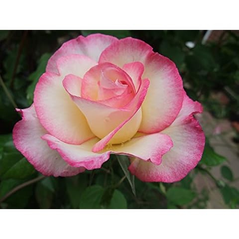 Millthorpe Plant Centre - 'Handel' Cream and Pink Climbing Rose - Bare Root - Free P&P Cover