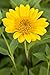 Helianthus decapetalus 'Capenoch Star' ca. 11x11 cm Topf - Stauden-Sonnenblume, leuchtend gelbe Blüten, Blütezeit Juli-September, ideal für Rabatten, bienenfreundlich