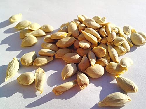 Image of Kagzi Nimbu Lemon Gardening Plant Seeds 20 Beej Outdoor Indoor Seeds GG143