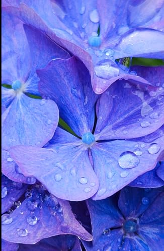Hydrangea covered in Raindrops A5 Hardback Lined Glossy Notebook: Cottage Garden Gift, Blue Hydrangea Flower, Gardener Present Flower Stocking Filler