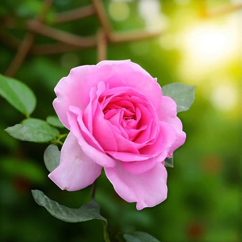 Carbeth Plants Mum in a Million Bare Root Rose - Fragrant, H