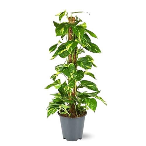 Attitude Jardin - Pothos avec tuteur - epipremnum aureum - 100-110 cm - ⌀ 21 cm - plante d'intérieur