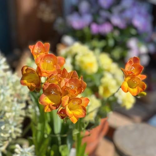 bulbos de fresia jardín de hierbas bulbos de flores de fresia flores silvestres bulbos de flores flores tempranas plantas decorativas flores de primavera bulbos jardín de plantas 5pcs