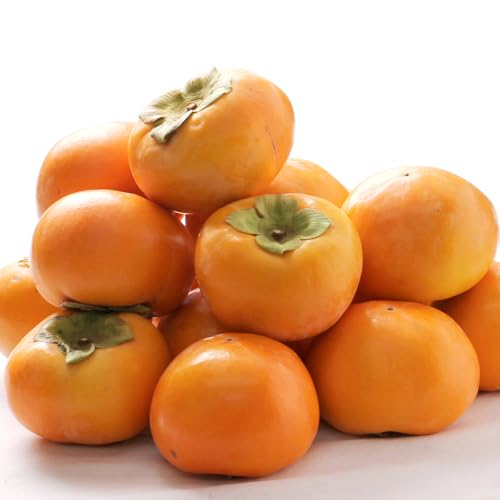  ޗǌY xL` 10kg 2L/3LTCY i33`36ʁjt` `  Ê` ʎ ʕ t[c ܂Ƃߔ p ƒp yBOz [ޗ xL`2L/3L(P[X)10kg]