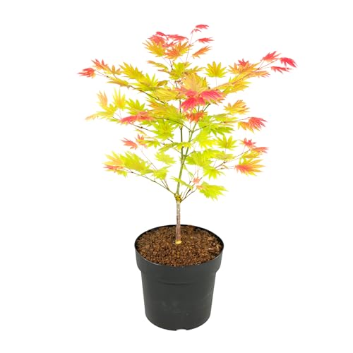 Plant in a Box - Acer palmatum 'Moonrise' - Japanischer Ahorn Winterhart - Topf 19cm - Höhe 40-50cm
