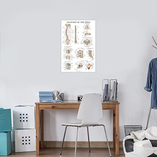 Palace Learning Anatomy of the Spine 포스터 - 라미네이트 척추 해부학 차트 - 45.7cm x 61cm(18인치 x 24인치) — 사진 4