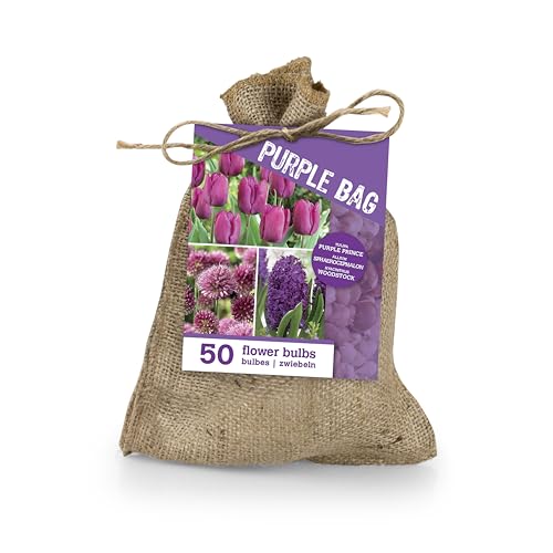 Bloomique – 50er-Mix – The Purple Bag – Lila Mix – Tulpen, Hyazinthen, Allium – Blumenzwiebeln – Frühlingsblüher – Stauden