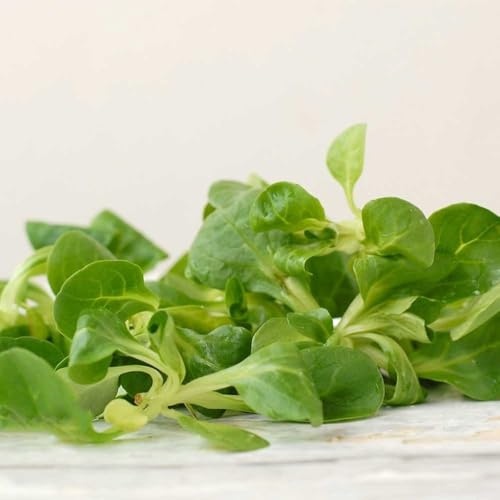 lattuga di agnello biologica Coltivare verdi da giardino perenni resistenti balcone serra rare e resistenti in vaso da appartamento esotiche semi di 50semi