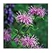 David's Garden Seeds Herb Wild Bergamot D827A (Purple) 500 Open Pollinated Seeds