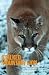 Stalked by a Mountain Lion: Fear, Fact, And The Uncertain Future Of Cougars In America