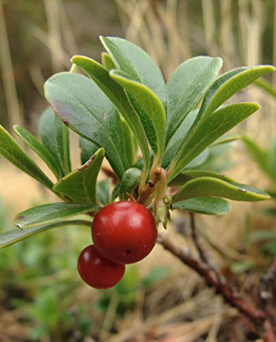 Planta de uva Ursina 'Arctostaphylos uva-ursi' – en maceta Ø 15 cm h 40/50 cm