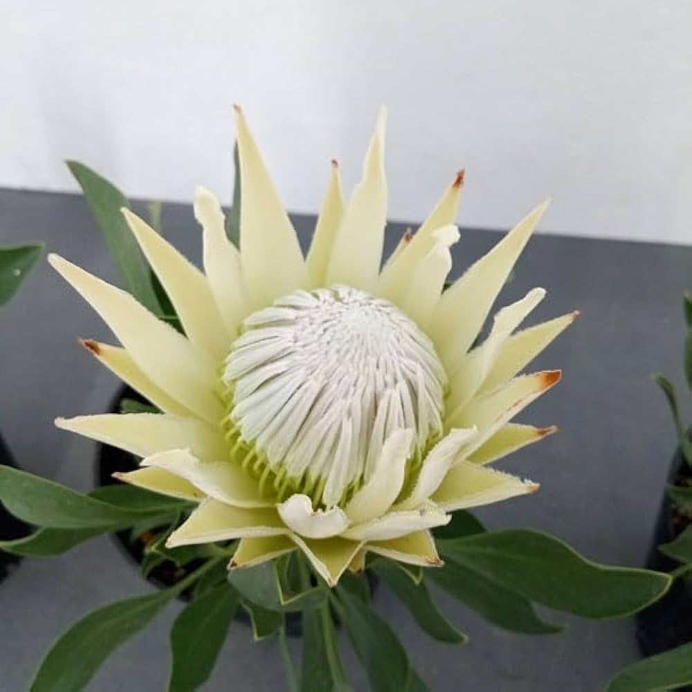 チャッピ 希少 プロテア キングホワイト 挿し木 苗 鉢植え オージー チャッピ 希少 プロテア キングホワイト 挿し木 苗 鉢植え