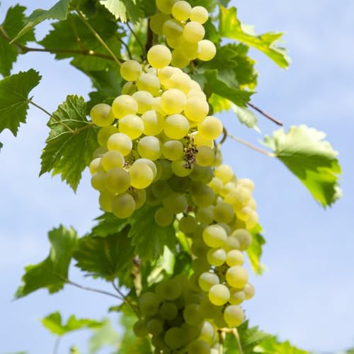 Image of Grape Vine Vitis (Grape) Bianca - Cold-Hardy, Disease-Resistant | Ideal for Cold Climates | Medium to Large Clusters of Seeded Grapes - 3X 15cm Potted Plants By Thompson & Morgan