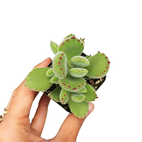 Cotyledon Tomentosa Bear Paw Succulent | Succulent Care| 2 Inch | #TOP4