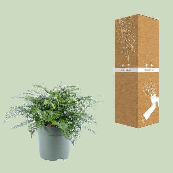 Nestfarn Asplenium Parvati Zimmerpflanze Ø27 cm 50 cm