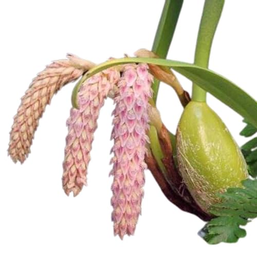 Kit 12 Orquideas Variadas Planta Exótica Mudas Rara Pote 7