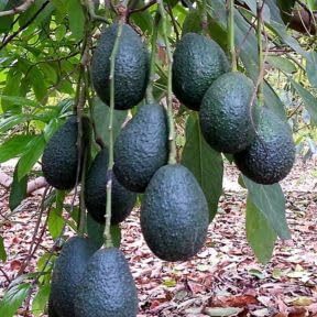 Dwarf HASS Avocado Tree Live Plant 1-2ft Tall, 3 Gallon Pot, Avocado Fruit Plant for Planting in Your Garden, No Ship to CA
