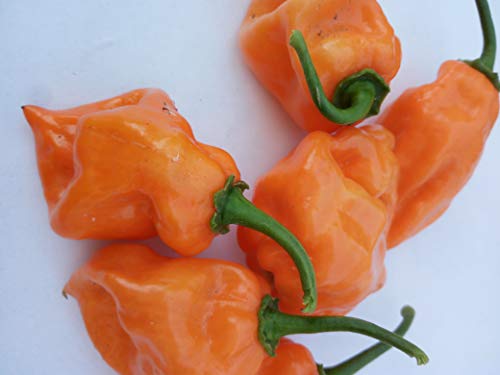 GRAINES DE PIMENT-HABANERO ORANGE