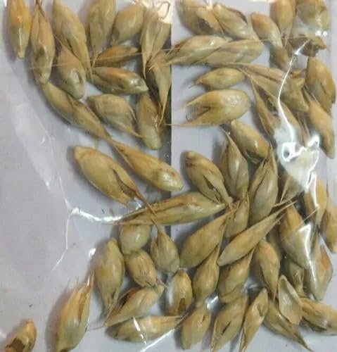 Lucky Bamboo Seeds for Planting – Easy to Grow Indoor Plant for Positive Energy & Good Luck | 118 seeds per pack-image-17