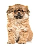  Journal: Cute Tibetan Spaniel Puppy
