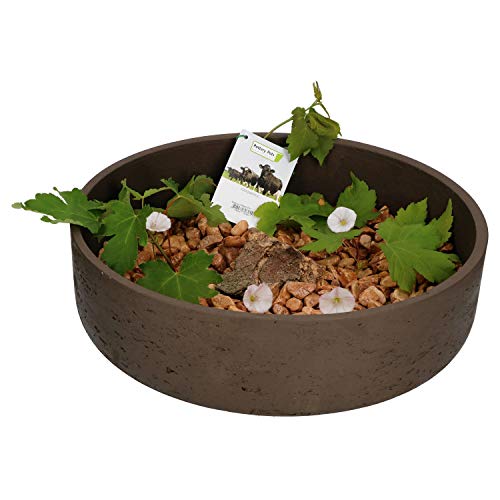 Pottery Pots Ethan Dekoschale Dunkelbraun, Größe XL, handgefertigte Schale aus Glasfaser, Stein u. Beton, Deko für Drinnen & Draußen, wetterfest