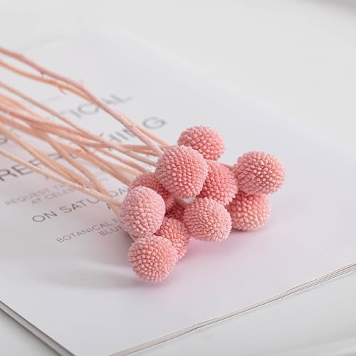 Flores Secas Billy Ball Craspedia Set 20 Piezas miniatura 6
