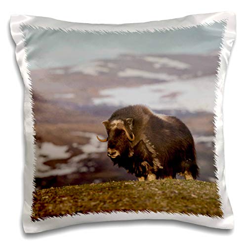 3dRose Danita Delimont-Animals-Musk Ox, Arctic Tundra (pc-330584-1) Pillow Case, White