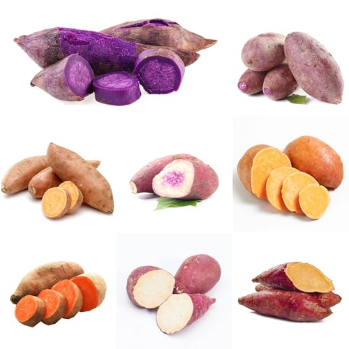 batata trepadoras exóticas batatas resistentes en macetas vegetales de jardín Cultivo de trepadoras decoraciones jardín exteriores variedades raras 200semillas
