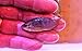 2 FloridaPets Sm. Wild Caught Jewel Cichlids. Two Fish