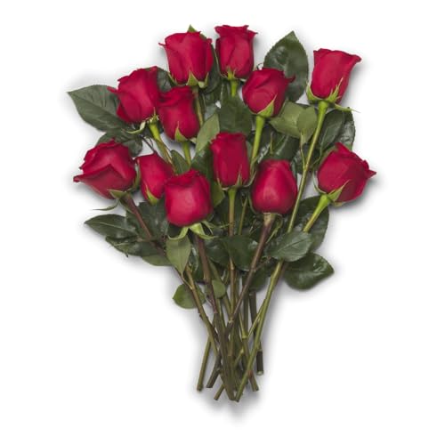 Dozen Roses 40cm 1 EA