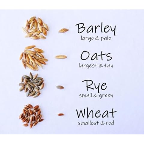 Crafted-Brand Simple Cat Grass Blend | 100% US Organic + 4 Popular Seeds | Wheat, Barley, Oats, Rye Mix Combo | Show Your Love with a Healthy Pet Snack Treat (6 Ounce ~4800 Seeds) Cover