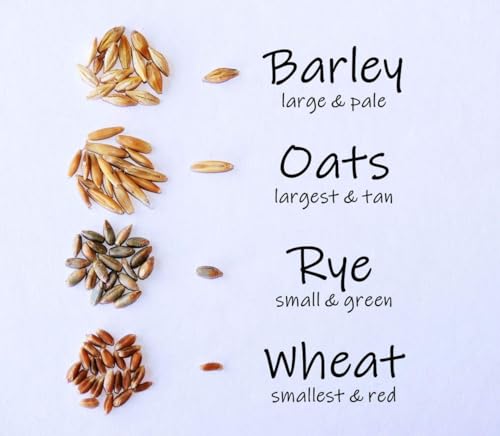 Crafted-Brand Simple Cat Grass Blend | 100% US Organic + 4 Popular See