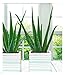 BALDUR Garten 1x Echte Aloe Vera, Pflanze im 10,5 cm-Topf, Gel...