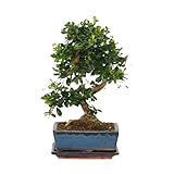 Plant in a Box - Carmona microphylla - Altezza 20-25cm - Albero dei bonsai Carmona Forma a...