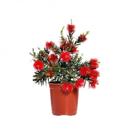 Callistemon Natural Arbusto de Exterior Para el Jardín