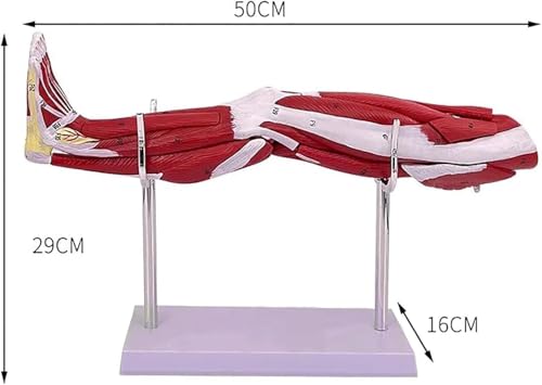 Modèle de jambe humaine neurovasculaire pour cabinet de kinésithérapie - 3