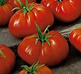 250 semillas de tomate de la variedad muchamiel grande