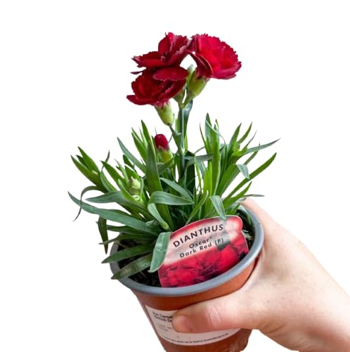 Clavel COLOR ROJO | DECOALIVE | Planta Natural con Flor