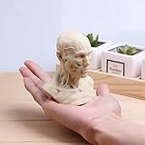 Human Model Anatomy Skull Head Muscle Bone Medical Art For The School