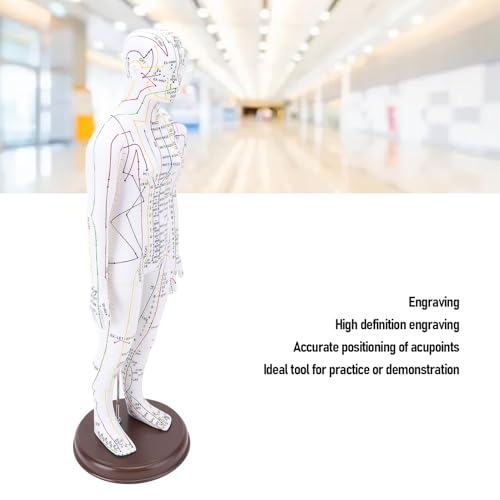 52 Cm / 20.47 Zoll Akupunkturpuppe, Menschliches Körper Akupunkturmodell, Männliche/Weibliche Akupunkte Mannequin Druckpunkte Akupunkturmodell mit Basis, Englischer (Weiblich)