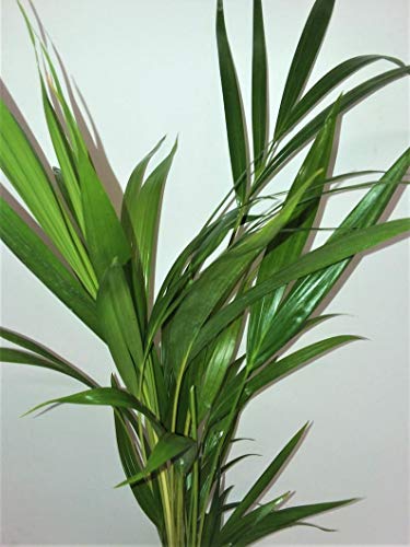 Mother's gift two - areca Palm plant Dypsis lutescens 4'' pot Easy to grow!! unique from Jmbamboo