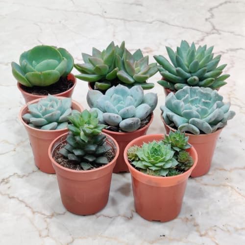 CAPPL Assorted Live Cute Succulent Collections Indoor Plants (Any...